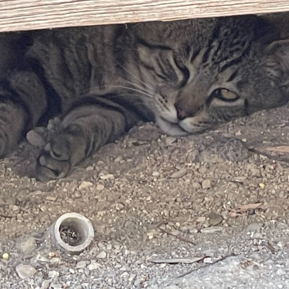 Meet your Posher, Melanie - Picture 1 of 4